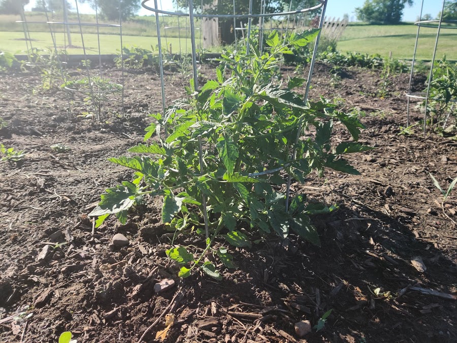 june tomato