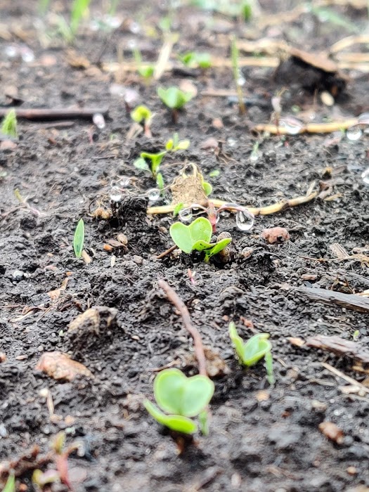 radishes start